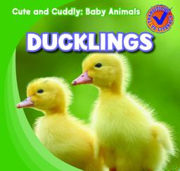 Ducklings