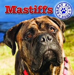 Mastiffs