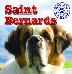 St. Bernards