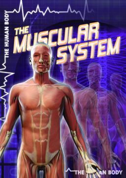 The Muscular System