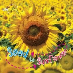 Seed to Sunflower