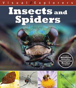 Insects and Spiders