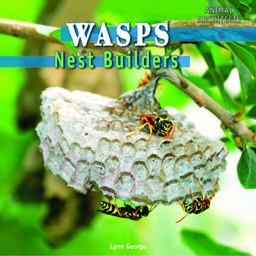 Wasps