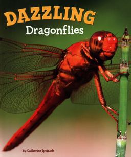 Dazzling Dragonflies