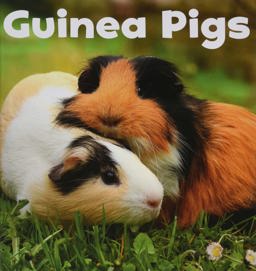 Guinea Pigs