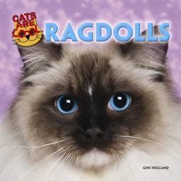 Ragdolls