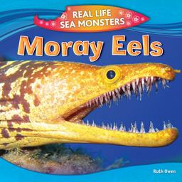 Moray Eels Moray Eels