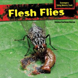 Flesh Flies