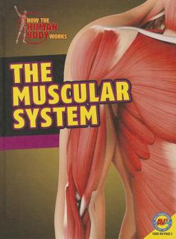 Muscular System