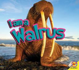 Walrus