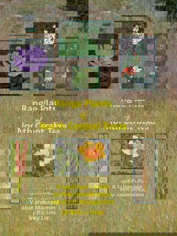 Range Plants of North Central Texas A Land Users Guide to Their Identification, Value, and Management  9781495121654 Front Cover