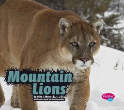 Mountain Lions Mountain Lions