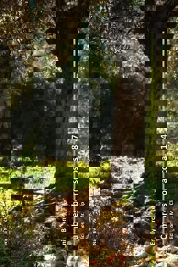 Cumbres Borrascosas 1847