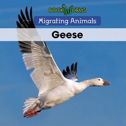 Geese Geese
