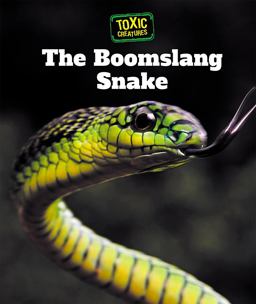 The Boomslang Snake The Boomslang Snake