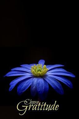 Choose Gratitude Choose Gratitude