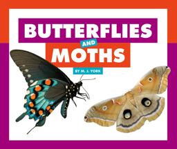 Butterflies and Moths