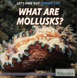 What Are Mollusks? What Are Mollusks?