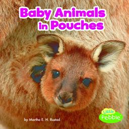 Baby Animals in Pouches