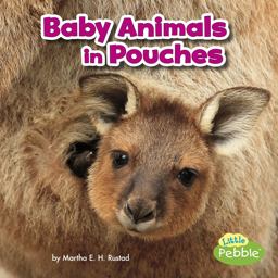 Baby Animals in Pouches