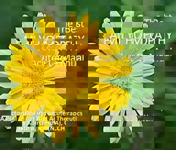 The Best Family Homeopathy Acute Care Manual