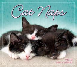 2019 Cat Naps Boxed Daily Calendar By Sellers Publishing  9781531905057 Front Cover