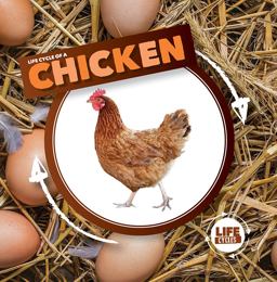 Life Cycle of a Chicken