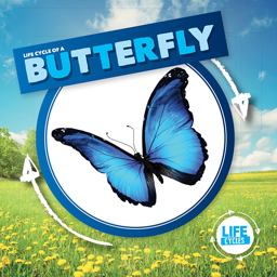 Life Cycle of a Butterfly