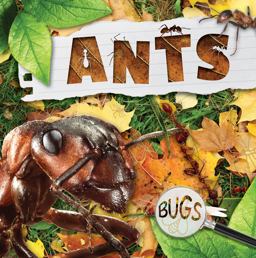 Ants Ants