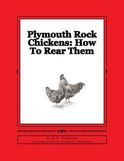 Plymouth Rock Chickens: How to Rear Them