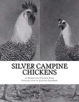 Silver Campine Chickens