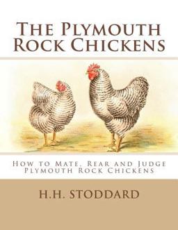 The Plymouth Rock Chickens
