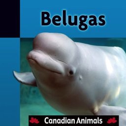 Belugas