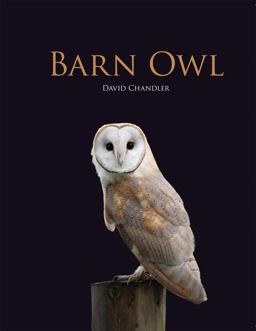 Barn Owl