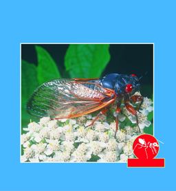 Amazing Insects Amazing Insects