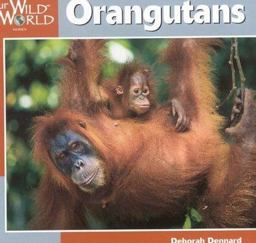Orangutans