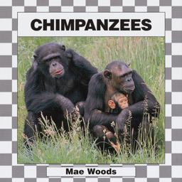 Chimpanzees