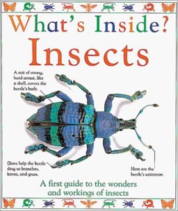 Insects Insects