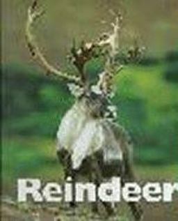 Reindeer