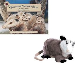 Opossum at Sycamore Road