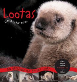 Lootas Little Wave Eater An Orphaned Sea Otter's Story  9781570611643 Front Cover