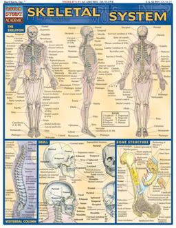 Skeletal System QuickStudy Laminated Reference Guide  9781572224957 Front Cover