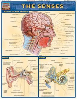 Senses QuickStudy Laminated Reference Guide  9781572224995 Front Cover