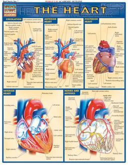 Heart QuickStudy Laminated Reference Guide  9781572225374 Front Cover