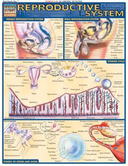 Reproductive System QuickStudy Laminated Reference Guide  9781572225459 Front Cover