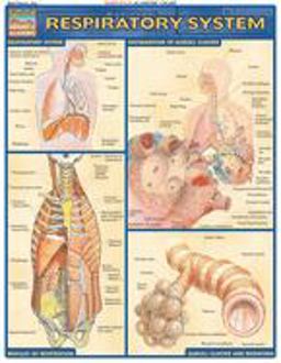Respiratory System QuickStudy Laminated Reference Guide  9781572225923 Front Cover