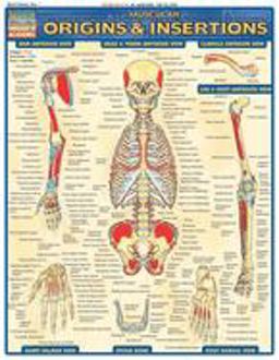 Muscular Origins and Insertions QuickStudy Laminated Reference Guide  9781572227545 Front Cover