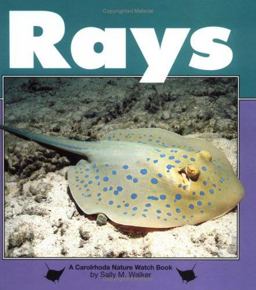 Rays