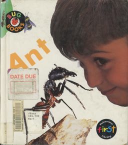 Ant