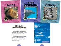 Animal Kingdom Animal Kingdom